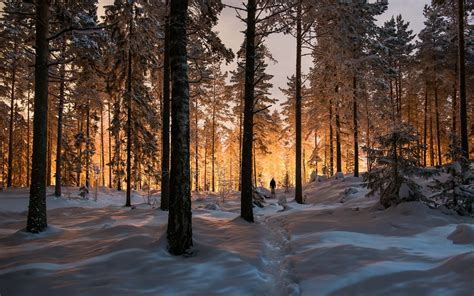 Bakgrundsbilder Solljus Träd Landskap Skog Natur Snö Vinter
