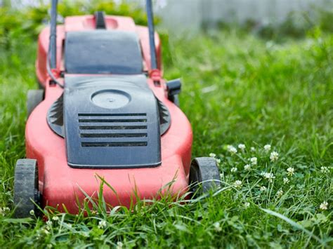 How To Participate In No Mow May Gardening Know How