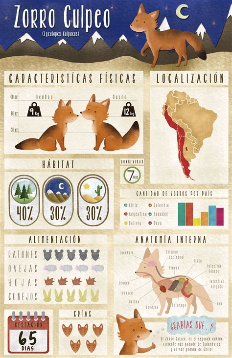 Infografía Zorro Culpeo, By Vale Wilson - www.behance.net/valewilson