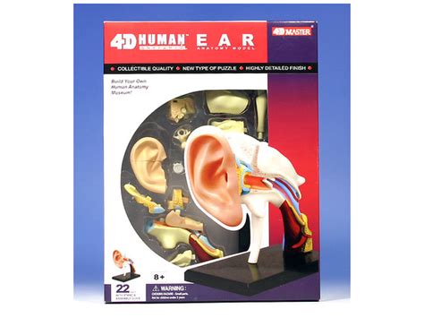 4d Human Ear Anatomy Model