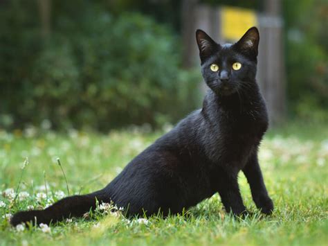 List Of Black Cat Breeds Ph