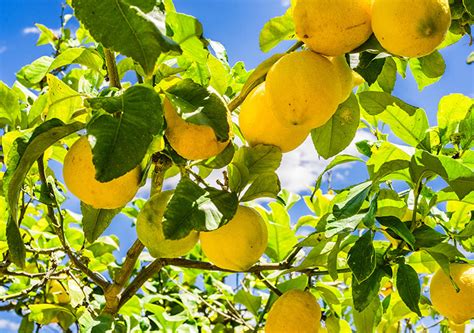 Lemon Tree Guide How To Grow And Care For Lemon Trees