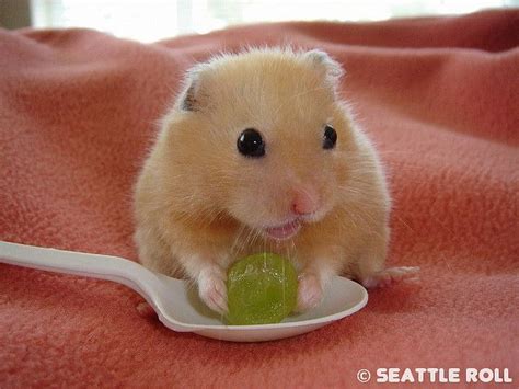 1000 Images About Cute Hamsters On Pinterest Guinea Pigs Pets And