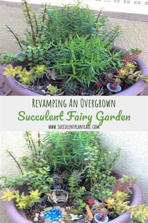 Mulching is incredibly beneficial but it's notoriously difficult to using coffee grounds as fertilizer. Revamping An Overgrown Succulent Fairy Garden - Succulent ...