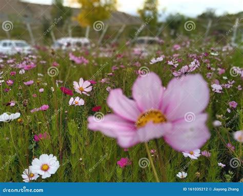 Beautiful Wildflowers On The Grassland Stock Photo Image Of