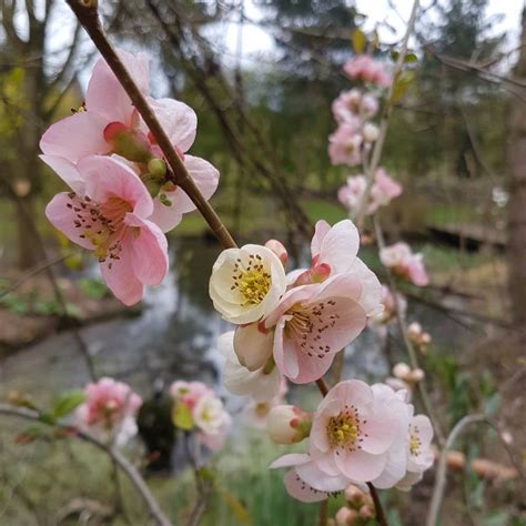 Birds, like the plump , colorful berries that begin to ripen in the fall, their color mellowing from green to shades of red. Buy Chaenomeles x 'Toyo-Nishiki' (Flowering Quince)