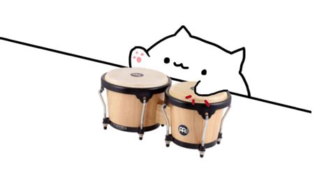 Adorable Cat Playing Bongo Drums