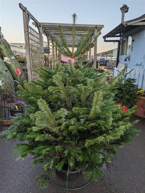 Real Premium Nordmann Fir Christmas Tree 4ft To 9ft Sam Turner And Sons