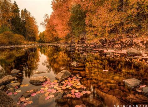 Pin By Natalie Zwierz On Autumn Leavessweater Weather Autumn Leaves