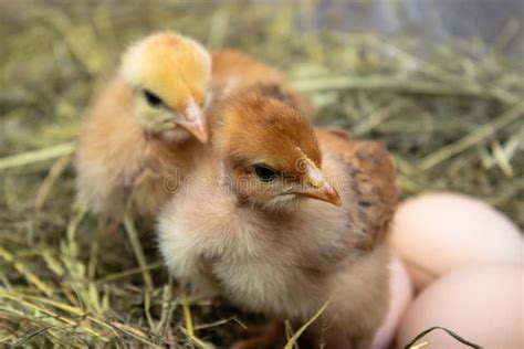 New Born Chick Stock Image Image Of Reproduction Eggs 1913259