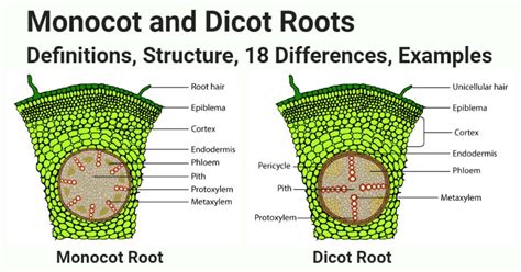 Monocot Vs Dicot Roots Structure 18 Differences Examples