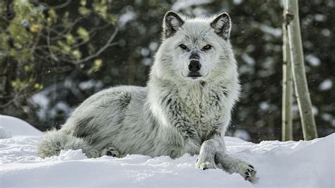 Mind Controlling Parasite Turns Wolves Into Pack Leaders Live Science