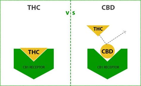 Therapeutic Cannabis What Is The Difference Between Cbd And Thc