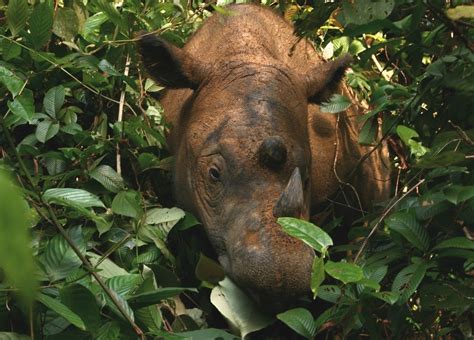 A Sumatran Rhino Eating Leaves in the Jungle of Indonesia - The Animal