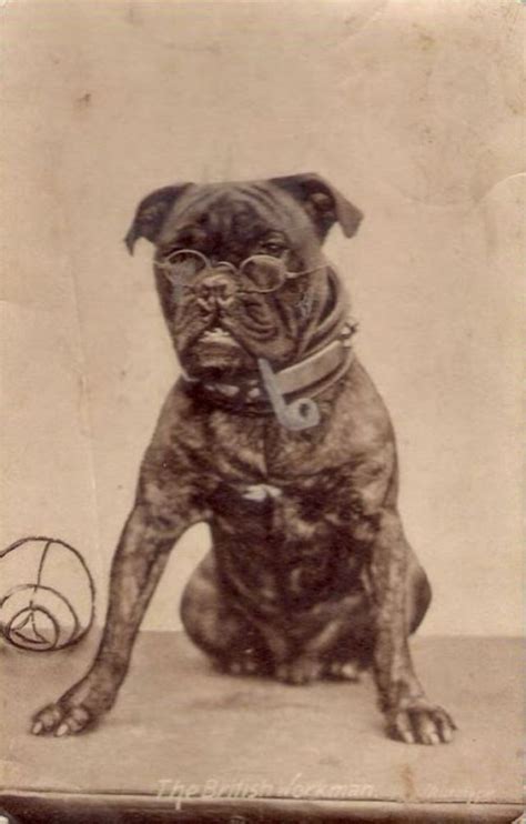 Pin On Vintage Dog Love