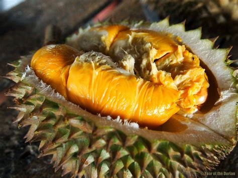 I don't think i'll ever find anyone as good as you in the basement. 10 Tips To Travel and Eat Loads of Durian On a Small Budget