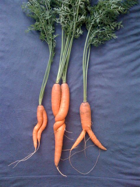 Carrots On Curezone Image Gallery