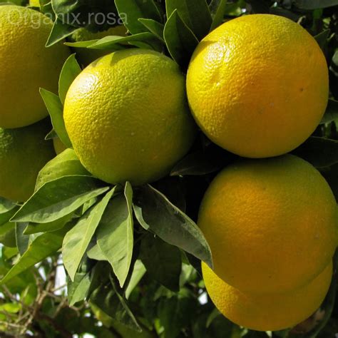 Malta Orange Grafted Fruit Live Plant Organixrosa