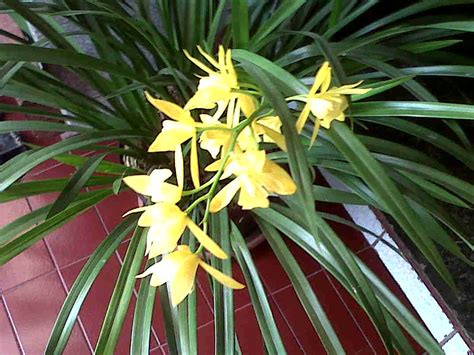 Orchid Flower, Orchid Plant, Orchid Species, Orchid Hybrid, Orchid Care ...