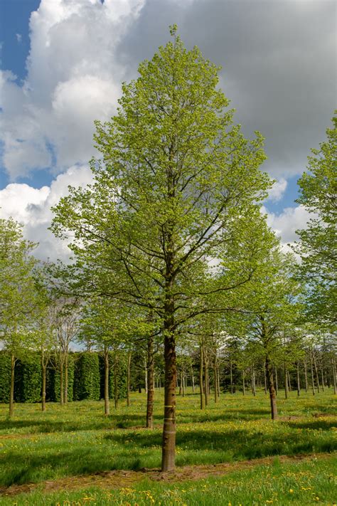 Pin Op Ebben Climate Trees Klimaatbomen