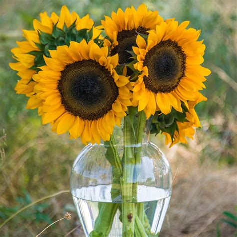 Procut Orange Hybrid Sunflower Gurneys Seed And Nursery Co