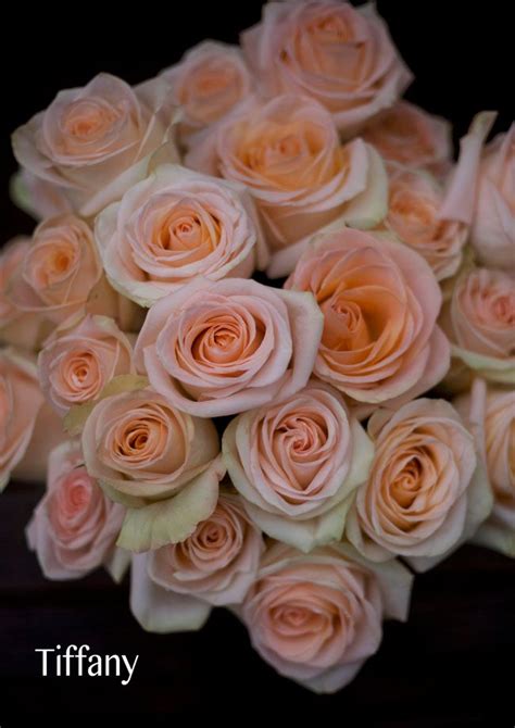 The Peach Rose Study Peach Roses Rose Varieties Rose