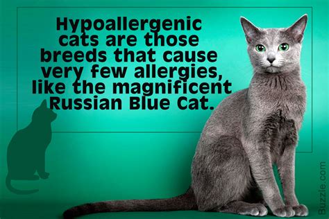 They're perfect for cat lovers who suffer from pet allergies. Hypoallergenic Cats are a Paw-radise for Allergic Cat Lovers