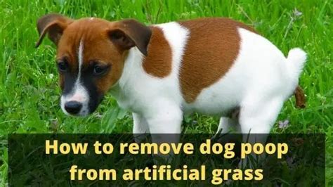 How To Remove Dog Poop From Artificial Grass The Canine Expert