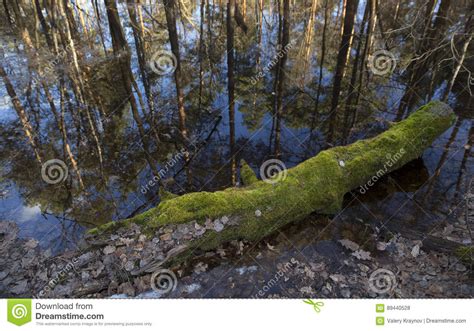 Spring Flooding In The Forest Stock Photo Image Of Grass Spring