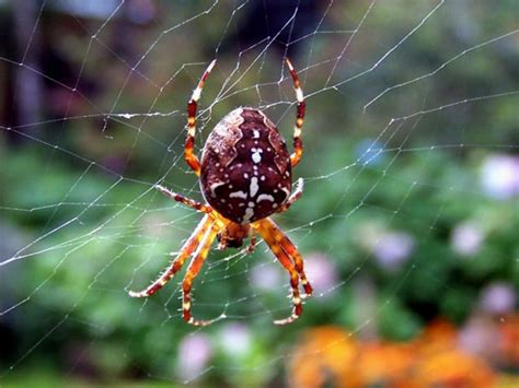 Mýty A Pravda O Zvířatech Pavouk V Domě Přináší štěstí Mazličkoviny