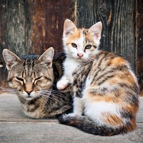 Whether You Call Them Stray Felines Outdoor Cats Or Community Kitties
