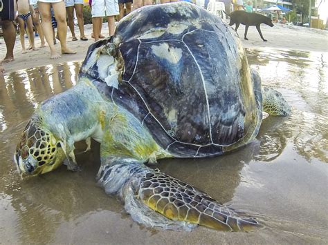 Sea Turtles Are Eating Ocean Plastic Because It Smells Like Food Study