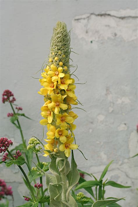 Urban Prepper Chicks Herb Of The Week Uses For Mullein