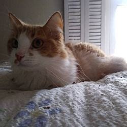 Clarkson KY Domestic Mediumhair Meet Ronan A Cat For Adoption