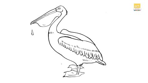 How To Draw A Pelican Bird Ii Pelican Drawing Ii Part 01 Ii Artjanag