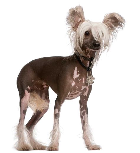 Chinese Crested Dog Breed Everything About Chinese Crested Dogs