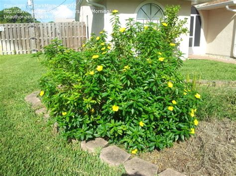 Kerria is a small genus of underused flowering shrubs for shade (or sun!). Plant Identification: CLOSED: ID yellow flowering shrub ...