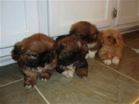 We had looked at many homes and finally found one that caught our eye. Pekingese Puppies in Michigan