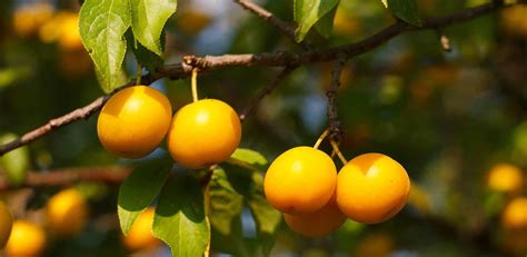 Plum Tree Pruning Diseases And Care For Plum Trees