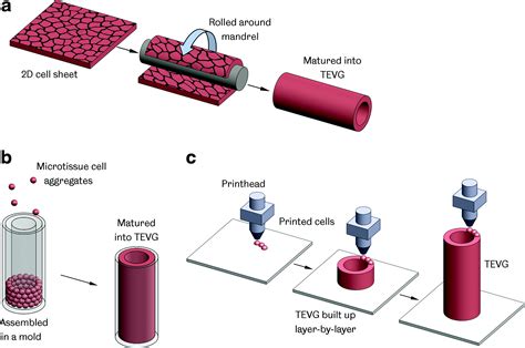The Tissue Engineered Vascular Graft—past Present And Future Tissue