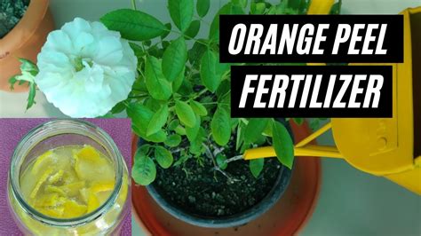 Orange Peel Fertilizer For Plants How To Make Orange Peel Liquid