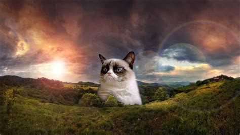 Best full hd 1920x1080 wallpapers. The rise and fall of Grumpy Cat and other Internet ...