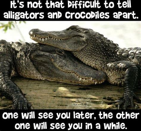 Top 105 Images See You Later Alligator In A While Crocodile Sharp 102023
