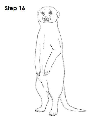 How To Draw A Meerkat