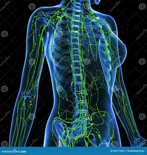 Female Lymphatic System X Ray Stock Illustration Illustration Of Neck