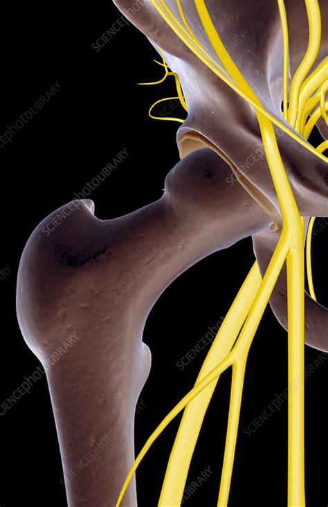 The Nerves Of The Hip Stock Image F0018566 Science Photo Library