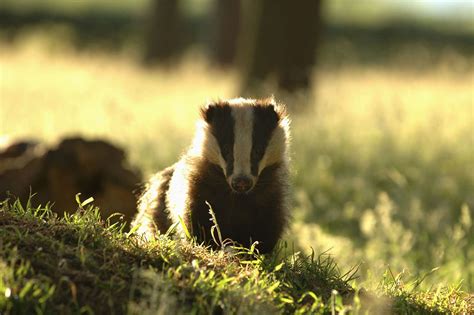 Help Us Stop The Badger Cull Urges Lincolnshire Wildlife Trust