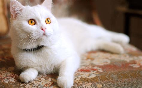 Cute White Cat Wallpapers HD / Desktop and Mobile Backgrounds