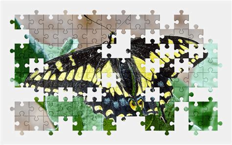 Butterfly Jigsaw Puzzles Online