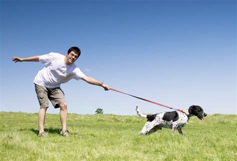 Dog Pulls Too Hard On The Leash A Trainers Tips For Stopping Bad